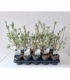 Salix