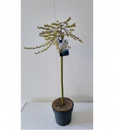 Salix