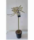Salix