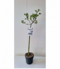 Salix