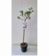 Salix
