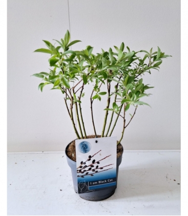 Salix