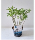 Salix