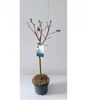 Salix