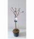 Salix