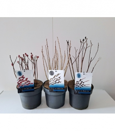 Salix