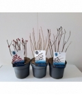 Salix