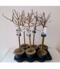 Salix