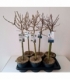 Salix