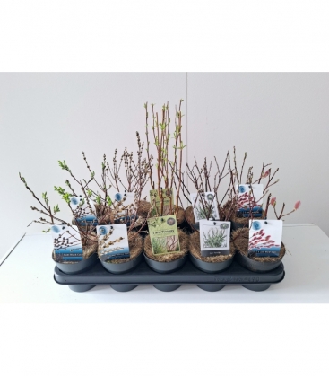 Salix