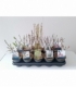 Salix