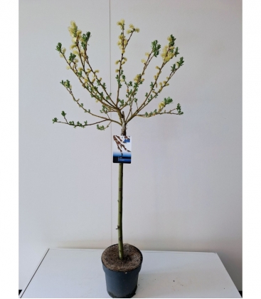 Salix