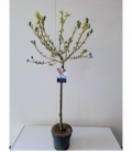 Salix