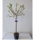 Salix