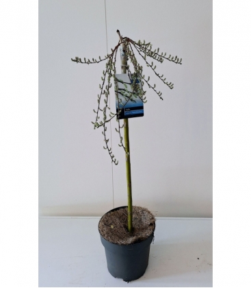Salix