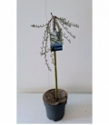 Salix