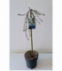 Salix