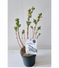 Salix