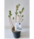 Salix