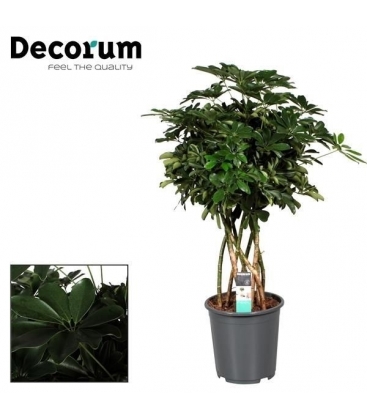 Schefflera