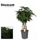 Schefflera