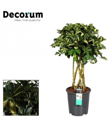 Schefflera
