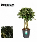 Schefflera