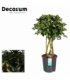Schefflera