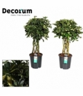 Schefflera