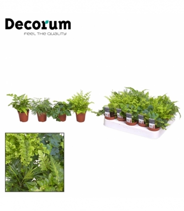 Fern