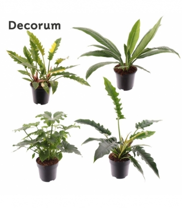 Philodendron
