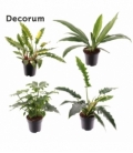 Philodendron