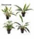 Philodendron