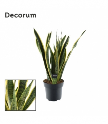Sansevieria