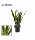 Sansevieria