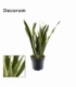 Sansevieria