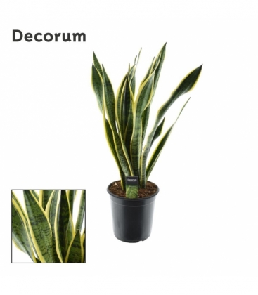 Sansevieria