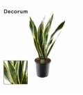 Sansevieria