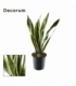 Sansevieria