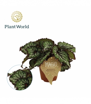 Begonia