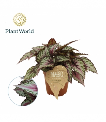 Begonia