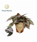 Begonia