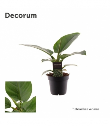 Philodendron