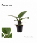 Philodendron