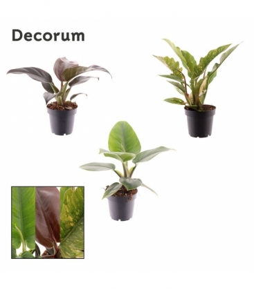 Philodendron