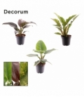 Philodendron