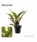 Philodendron