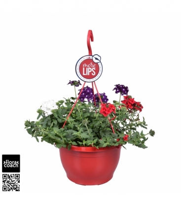 Verbena