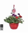 Verbena