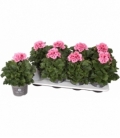 Pelargonium